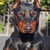 Ddoberman paint by numbers