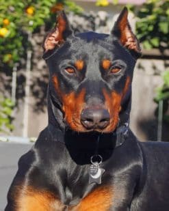 Ddoberman paint by numbers