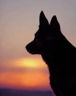 Dog Looking At Sunset paint by numbers