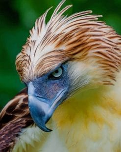 Eagle Face paint by numbers