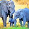 Elephants Family paint by numbers