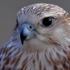 Falcon Bird paint by number