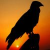 Falcon Bird Silhouette paint by number