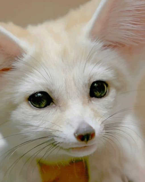 Fennec Fox Face paint by numbers