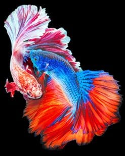 Fighting Fish Betta paint by numbers