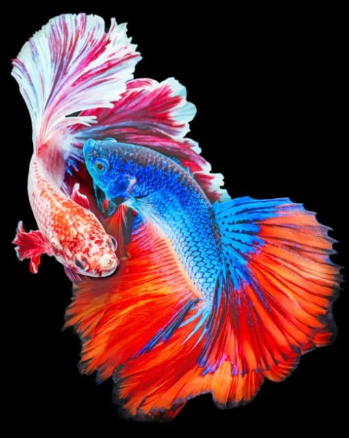 Fighting Fish Betta paint by numbers