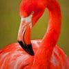 Flamingo Bird paint by numbers