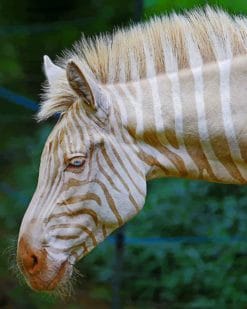 Gold And White Zebra paint by numbers