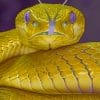 Golden Snake paint by numbers