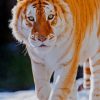 Golden Tiger paint by numbers