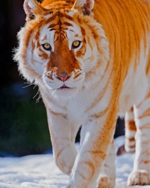 Golden Tiger paint by numbers