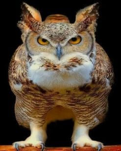 Great Horned Owl paint by numbers