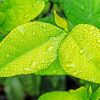 Green Leaves With Rain Drops paint by number