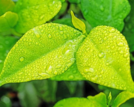 Green Leaves With Rain Drops paint by number