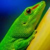 Green Lizard paint by number