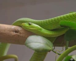 Green Mamba Snake paint by number