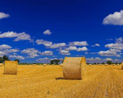 Harvest Fields paint by number