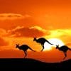 Kangaroos Silhouette paint by number