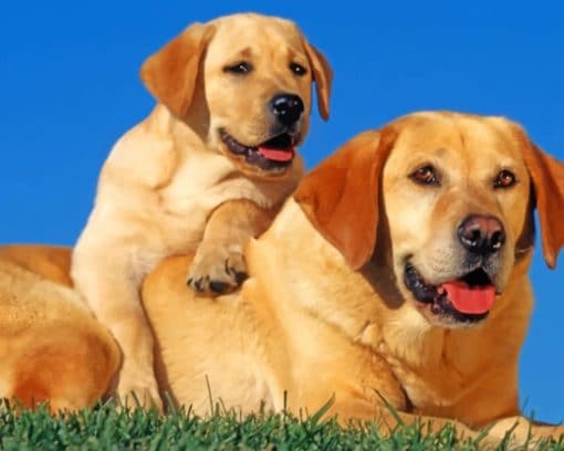 Labrador Retriever Dogs paint by number