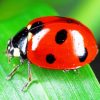 Ladybird Insect paint by numbers