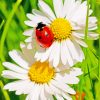 Ladybird On Daisy Flower paint by numbers