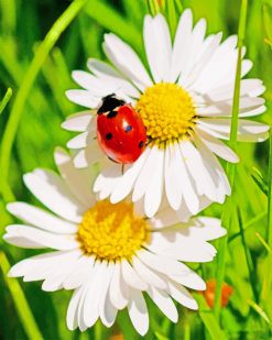 Ladybird On Daisy Flower paint by numbers