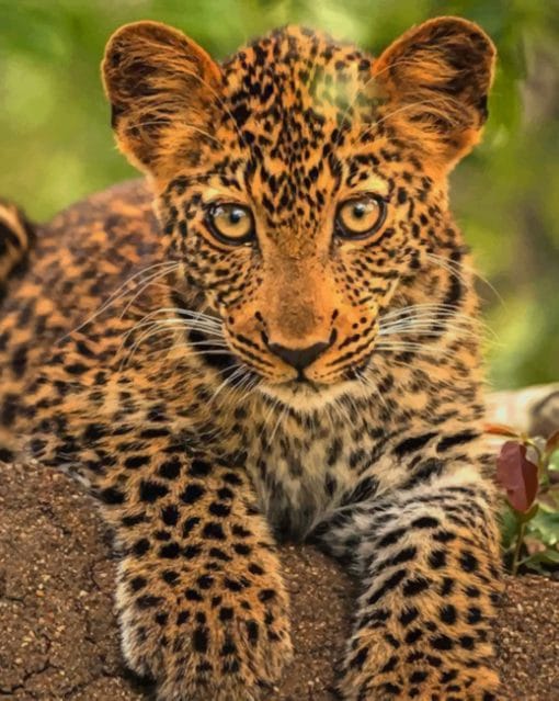 Leopard Cub paint by numbers