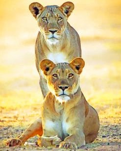 Lionesses In The Wild paint by numbers