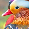 Mandarin Duck Bird paint by numbers