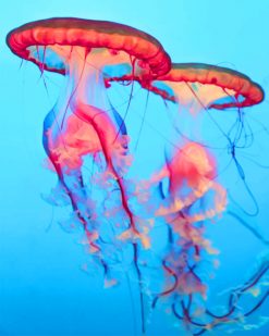 Marine Life Jellyfish paint by numbers