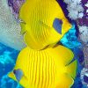 Marine Yellow Angelfish paint by numbers