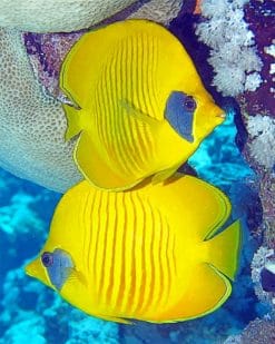 Marine Yellow Angelfish paint by numbers