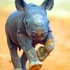 Baby Rhinoceros paint by numbers