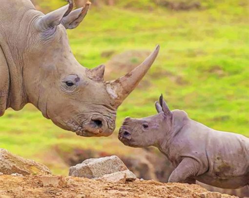 Mom And Baby Rhinoceros painnt by numbers