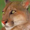 Mountain Lion Portrait paint by numbers