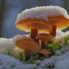 Mushrooms In Snow paint by number