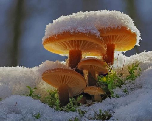 Mushrooms In Snow paint by number