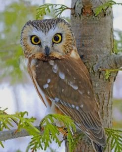 Northern Saw Whet Owl paint by numbers