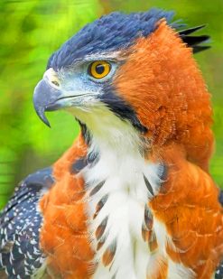 Ornate Hawk Eagle paintt by numbers