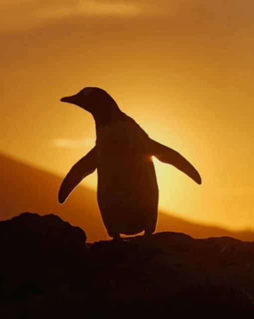 Penguin Sunset paint by numbers