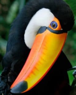 Pretty Toucan painnt by numbers