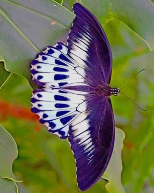 Purple And White Butterfly paint by numbers