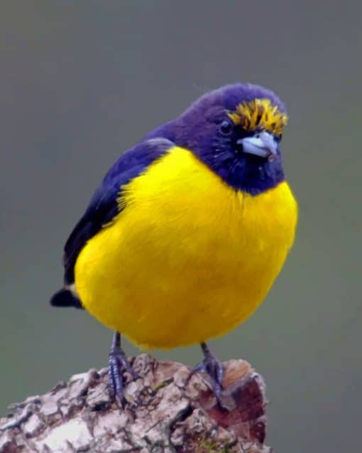 Purple And Yellow Bird paint by numbers