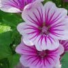 Purple Mallow Flowers paint by numbers