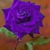 Purple Rose paint by numbers