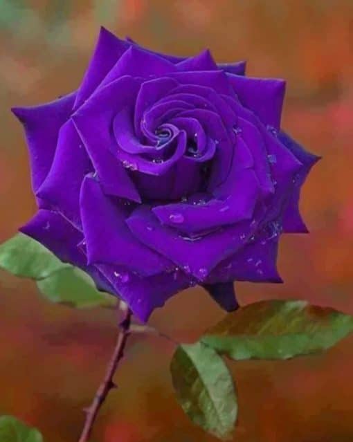 Purple Rose paint by numbers