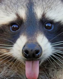 Raccoon Sticking Tongue Out paint by numbers