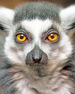 Raing Tailed Lemur Face paint by numbers