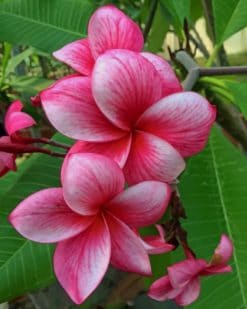 Rare Plumeria Flowers paint by numbers