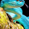 Real Blue Viper Snake paint by numbers